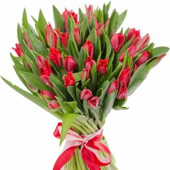 Красные тюльпаны 25 шт (артикул: 140940)